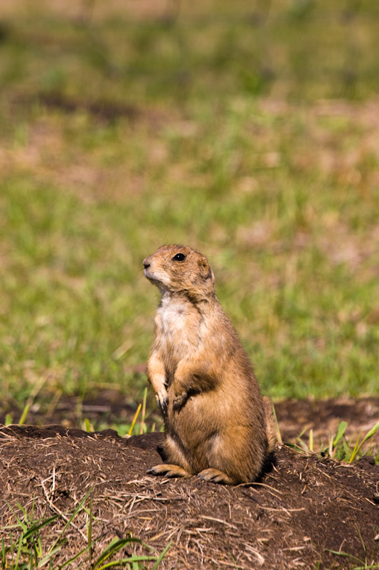 Black-Tailed Praire Dog